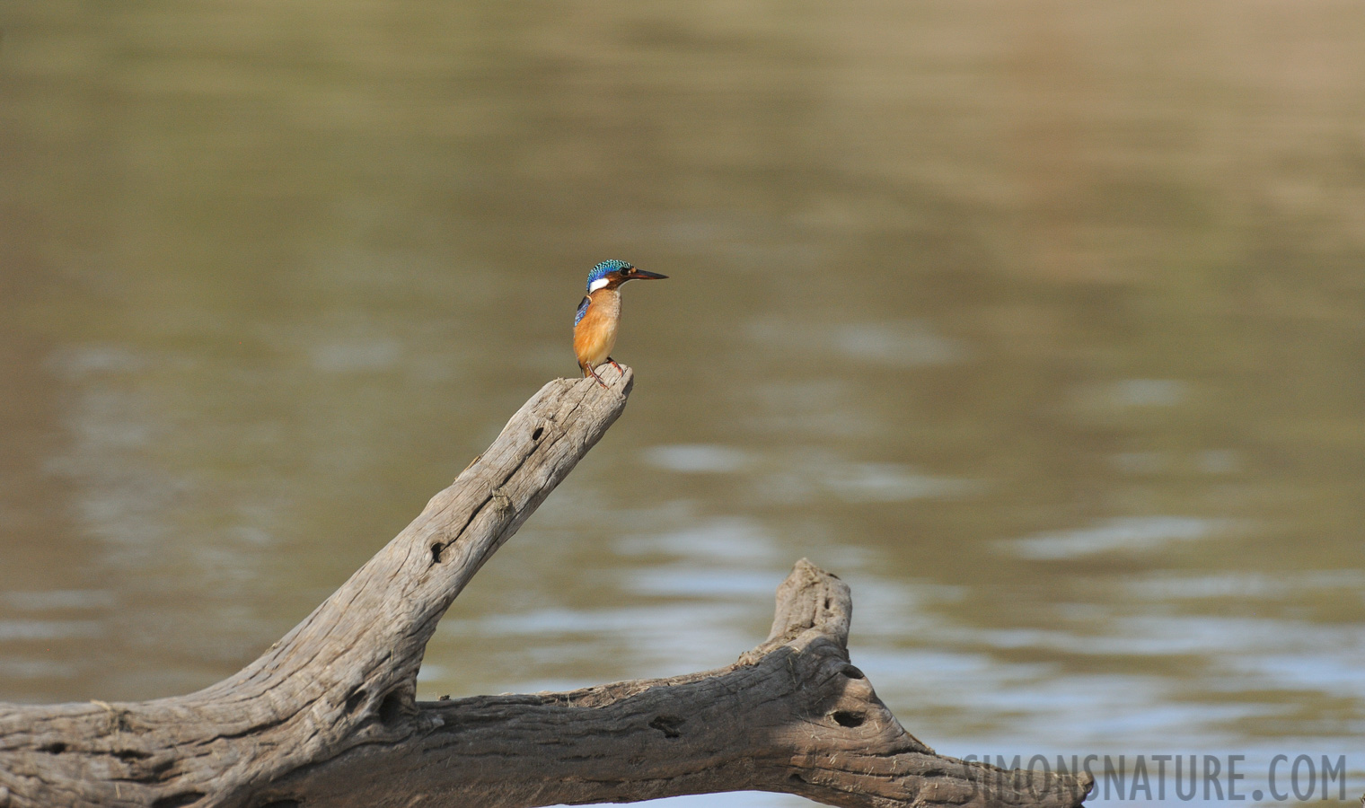 Corythornis cristatus cristatus [550 mm, 1/2500 Sek. bei f / 8.0, ISO 1600]